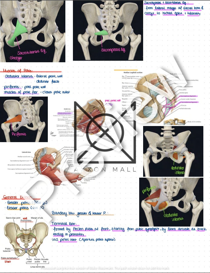 Anatomy 2 Summary by Rosa Weiß