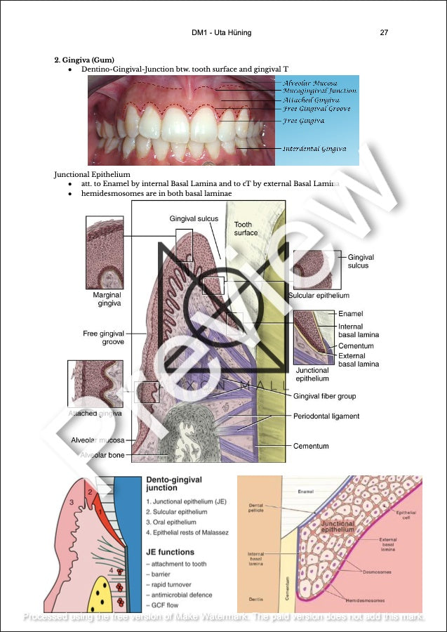 Histology 2 Notes by MDDr. Uta Hüning