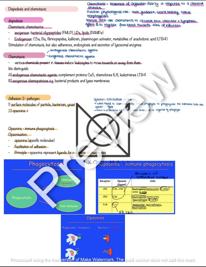 Immunology Lecture Summary by Rosa Weiß