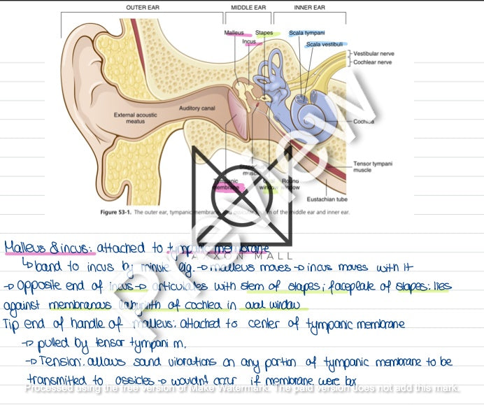 Physiology 2 Oral Exam Preparation by Rosa Weiß