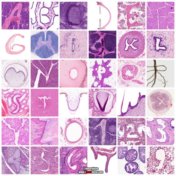 Introduction to Functional Histology by Amir Fallaha