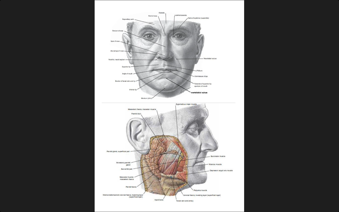Anatomy (Digestive and Urinary System)