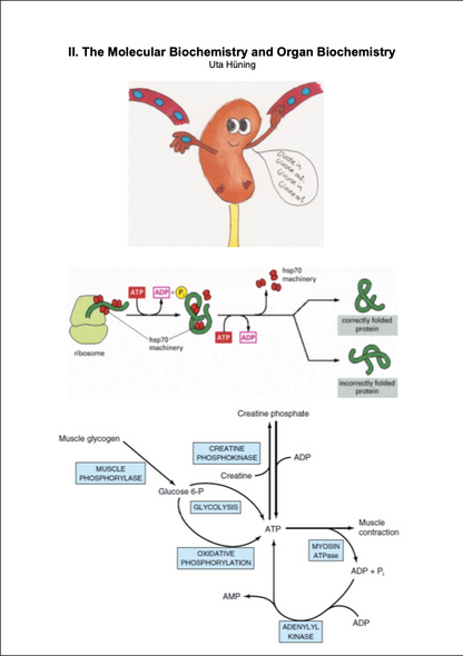 II. The Molecular Biochemistry and Organ Biochemistry