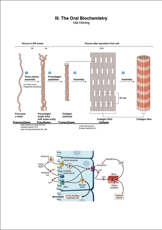 III. The Oral Biochemistry