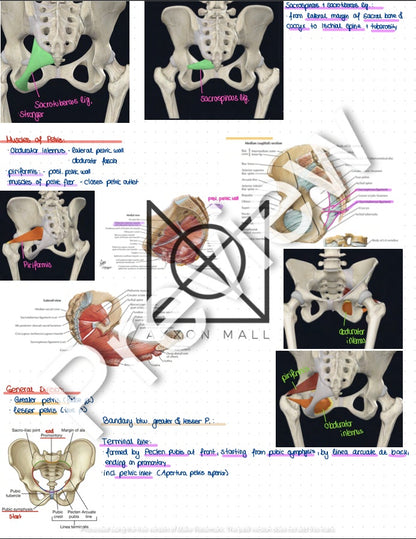 Anatomy 2 Summary by Rosa Weiß