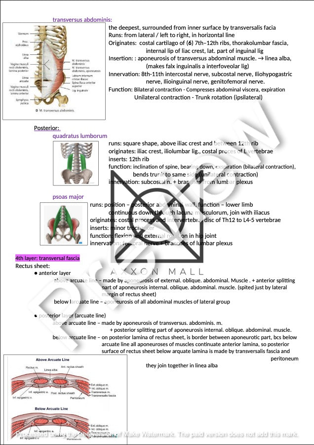 Anatomy (Digestive and Urinary System)