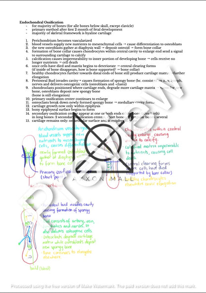 Histology 1 Notes by MDDr. Uta Hüning