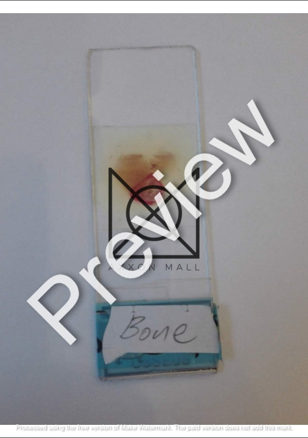 Histology All Slides (Labelled)