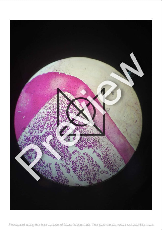 Histology All Slides (Labelled)