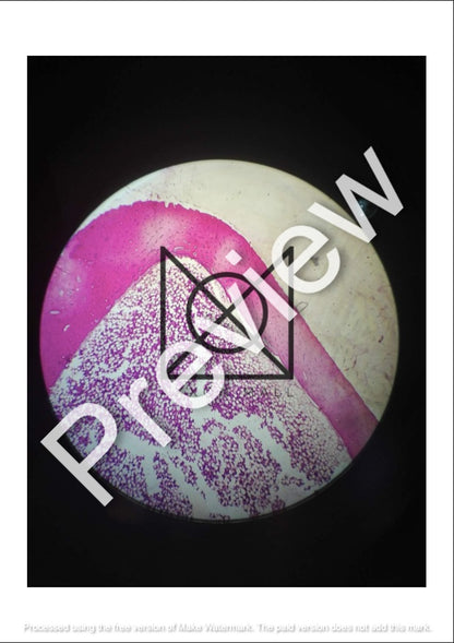 Histology All Slides (Labelled)