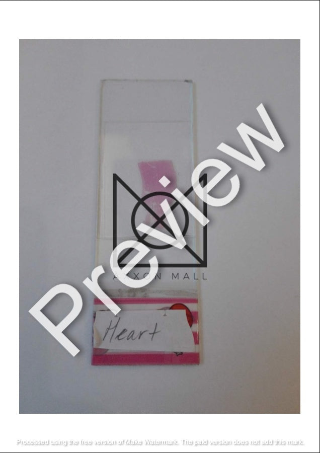 Histology All Slides (Labelled)