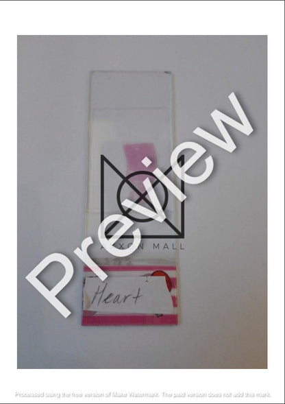 Histology All Slides (Labelled)