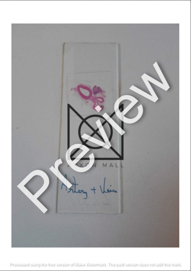 Histology All Slides (Labelled)