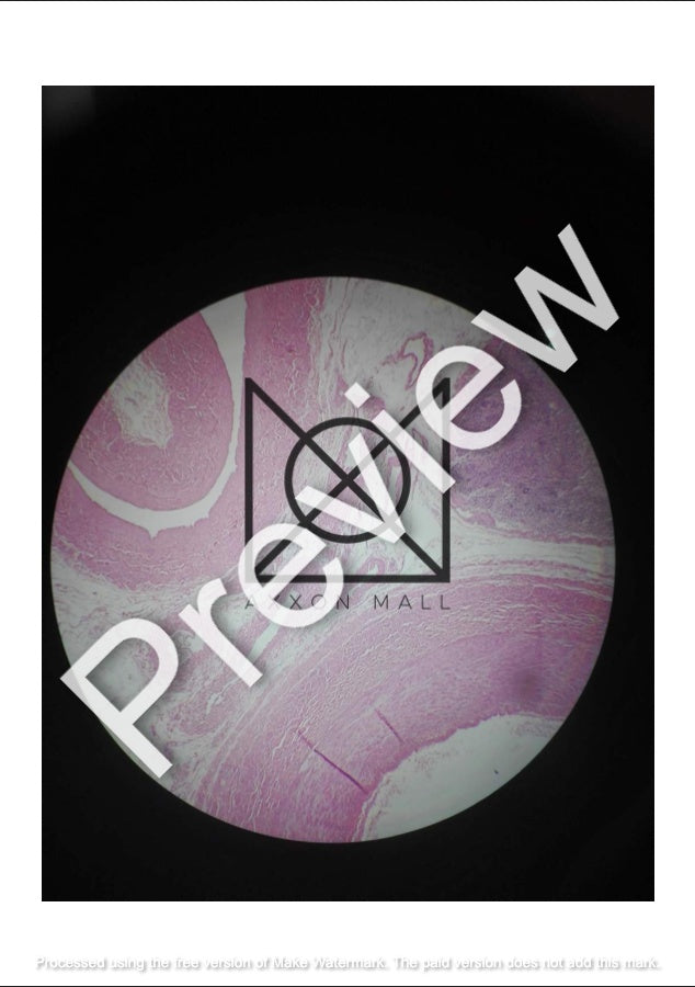 Histology All Slides (Labelled)