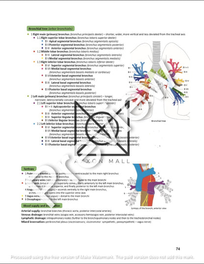 ANATOMY OF THE WALL OF TRUNK, THORACIC CAVITY AND RESPIRATORY