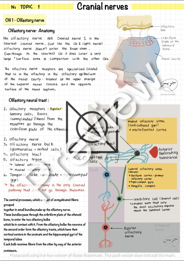 Full Neurology (According to Finals) by MUDr. Jeries Silbak