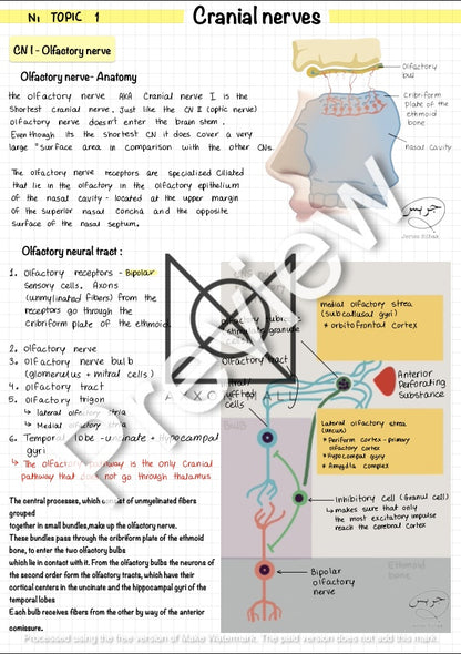 Full Neurology (According to Lectures) by MUDr. Jeries Silbak