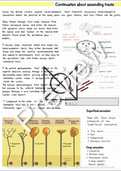 Full Neurology (According to Finals) by MUDr. Jeries Silbak