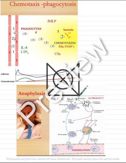 Immunology Lecture Summary by Rosa Weiß