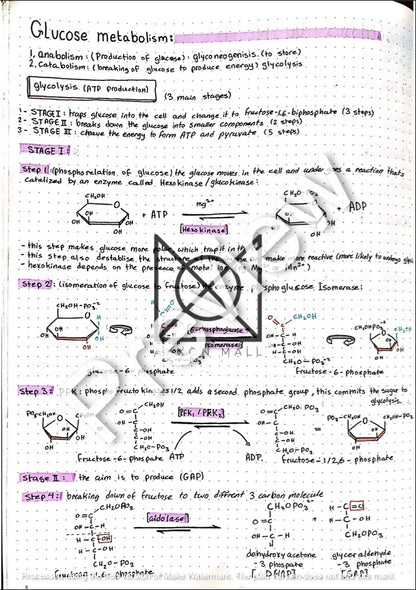 Biochemistry Notes by MUDr. Jeries Silbak