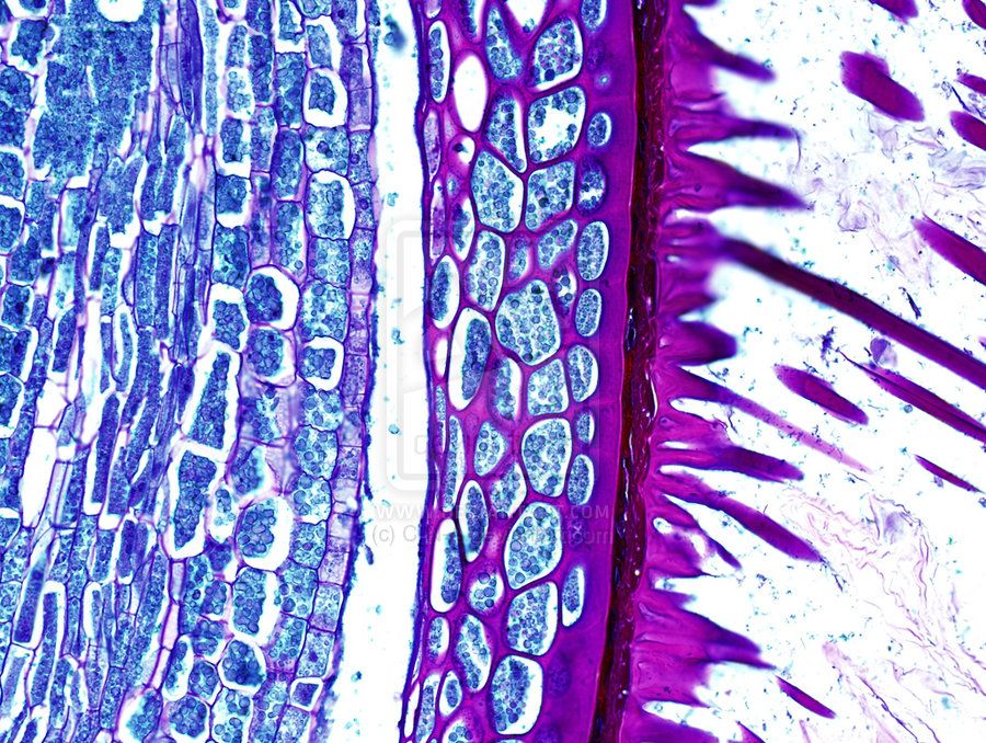 Histology 2 Notes by MDDr. Uta Hüning