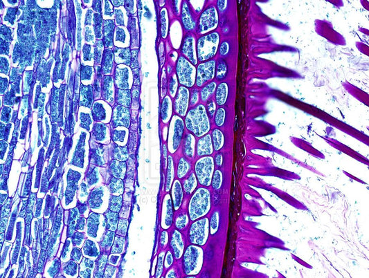 Histology 2 Notes by MDDr. Uta Hüning