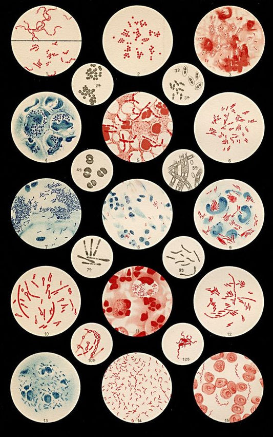 Histology All Slides (Labelled)