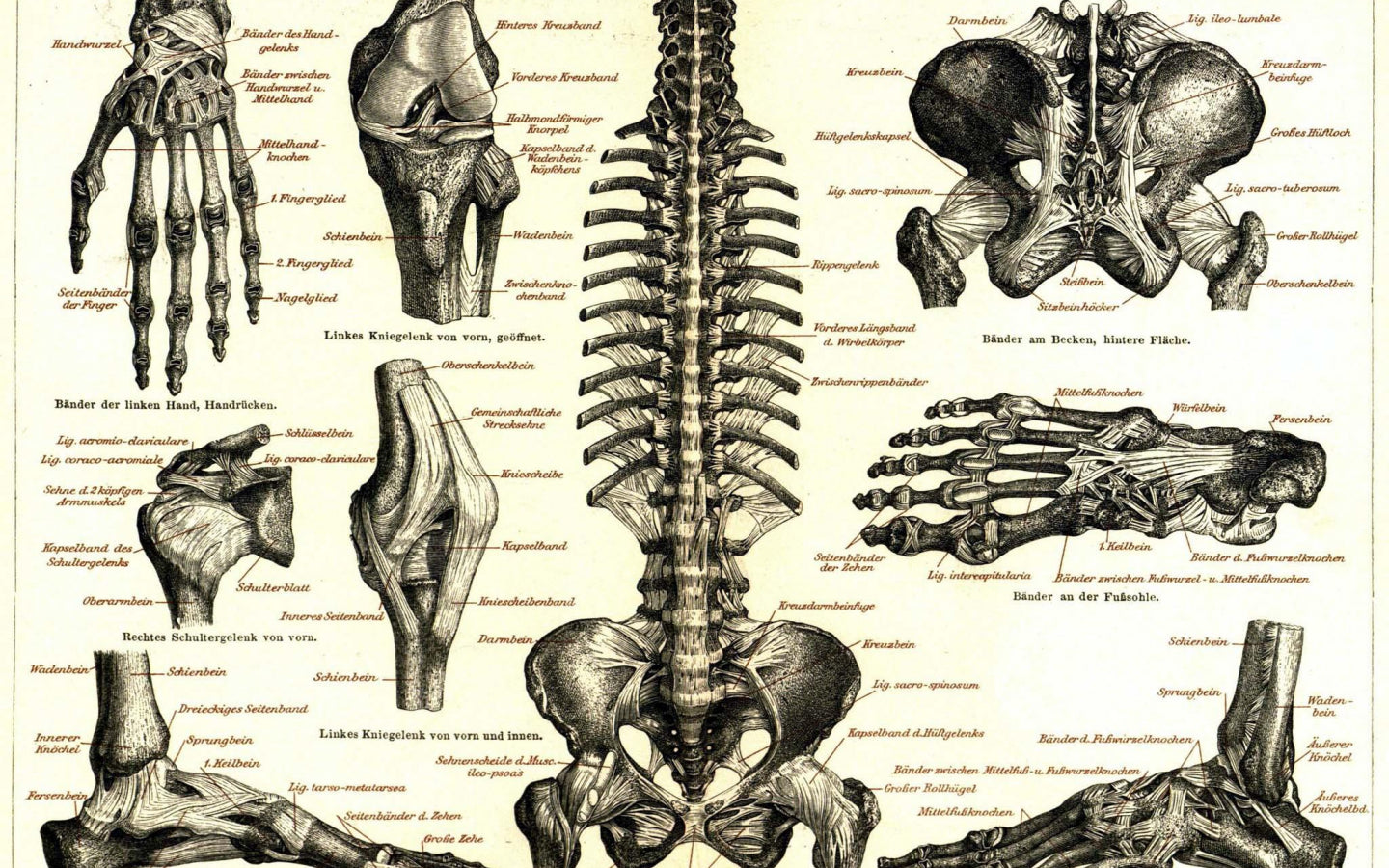 Complete Medical Terminology