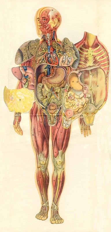 Physiology 2 Oral Exam Preparation by Rosa Weiß